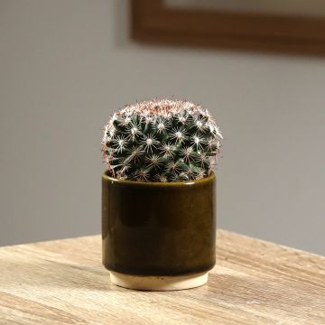 Kaktus - Mammillaria heyderi