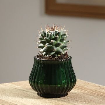 Kaktus - Mammillaria nejapensis Silver Arrows