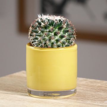 Kaktus - Mammillaria pringlei
