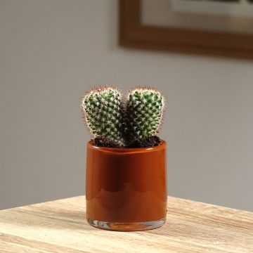 Kaktus - Mammillaria spinosissima f. rubrispina 