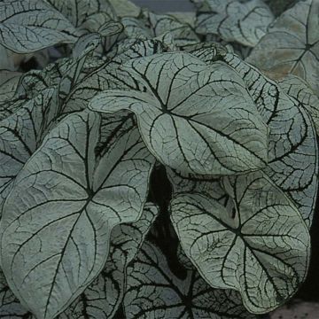 Caladium bicolor Candidum - Buntwurz