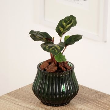 Calathea makoyana - Korbmaranten