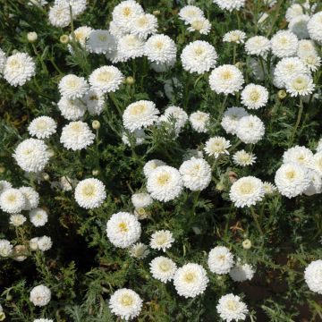 Camomille Romaine - Chamaemelum nobile Ligulosum