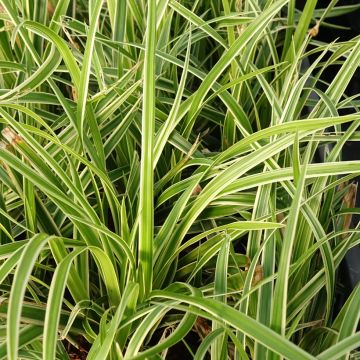 Carex muskingumensis variegata - Palmwedel-Segge
