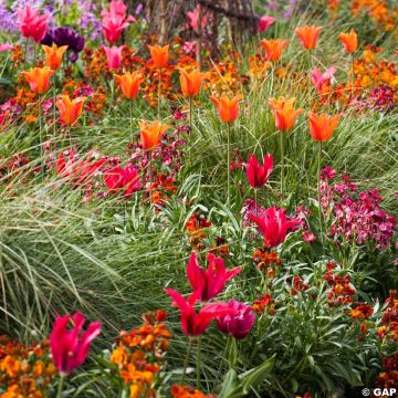 Tulpen-Kollektion Karneval in Rio