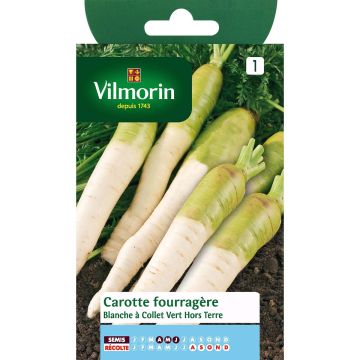 Weiße Futter-Möhre mit grünem Kragen - Daucus carota