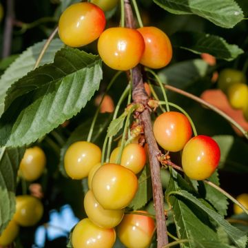 Süßkirsche Bladoróżowa - Prunus avium