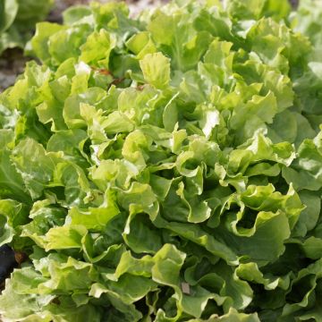 Chicorée scarole Casque d'Or Bio - Ferme de Sainte Marthe