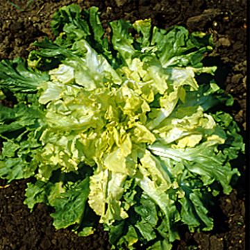 Chicorée scarole Géante Maraîchère Margot NT - Ferme de Sainte Marthe