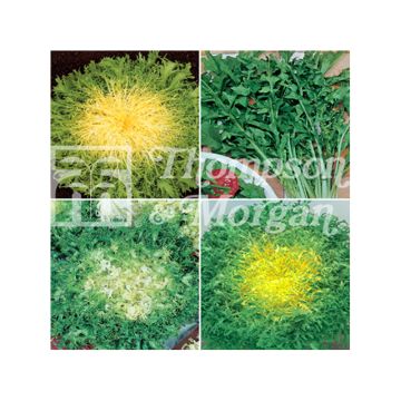 Cichorium intybus Italian Mix - Wegwarte