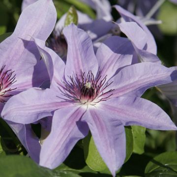 Clématite - Clematis Blue Ravine