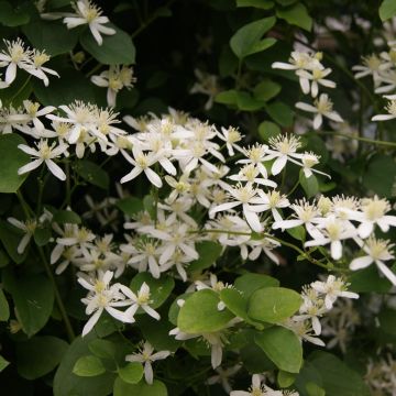 Clematis flammula terniflora - Waldrebe