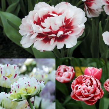 Tulpen-Kollektion Lipstick