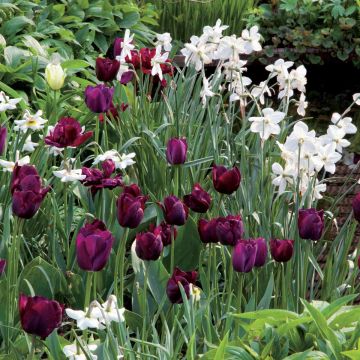 Tulpen-und-Narzissen-Kollektion Samt und Satin