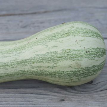 Kürbis Striped Cushaw Bio - Ferme de Sainte Marthe
