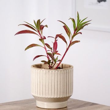 Cuphea micropetala - Zigarrenblume