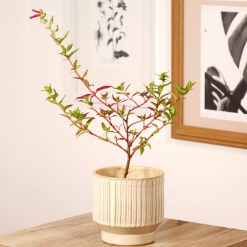 Cuphea Twinkle Pink - Köcherblümchen