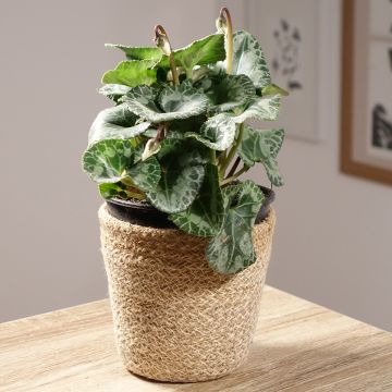 Weißer Cyclamen Persicum - Zimmer-Alpenveilchen