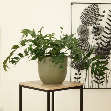 Cyrtomium falcatum - Mond-Sichelfarn