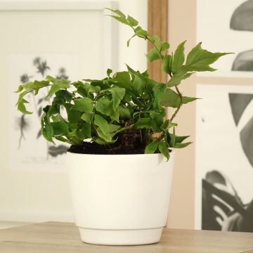 Cyrtomium fortunei var. clivicola - Fortunes Sichelfarn