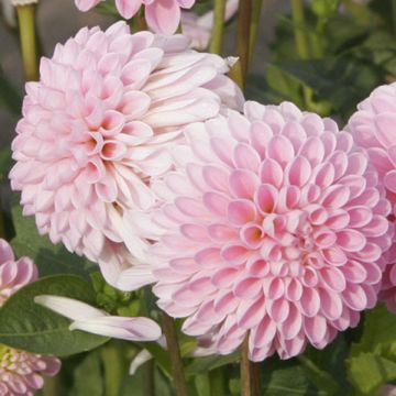 Dahlia Nain Pink Jewel