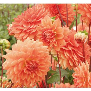 Dahlia Décoratif Zsa Zsa
