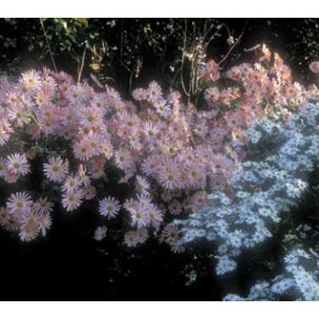 Dendranthema Hillside Pink Sheffield - Chrysanthème