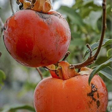 Kaki-Pflaume Cioccolatino - Diospyros kaki