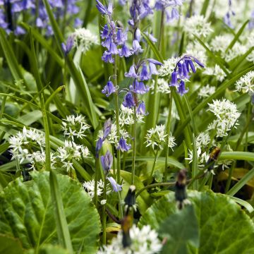Duo zum Eingebürgerten Atlantischen Hasenglöckchen und Wildem Knoblauch