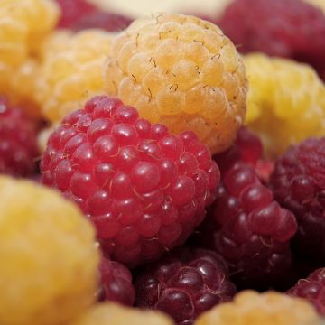 Duo der Himbeersorten Heritage rot und Fall Gold gelb