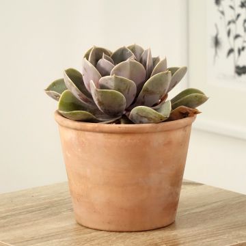 Echeveria Perle Von Nürnberg - Echeverie