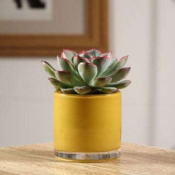 Echeveria pulidonis - Echeverie