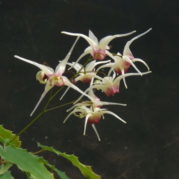Epimedium Domino - Elfenblume