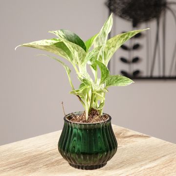 Efeutute - Epipremnum aureum Marble Queen