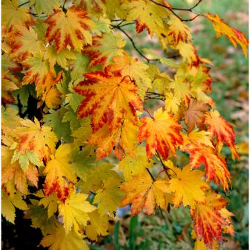 Japanischer Ahorn Vitifolium - Acer japonicum