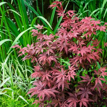 Fächerahorn Atropurpureum - Acer palmatum