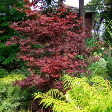 Fächerahorn Bloodgood - Acer palmatum