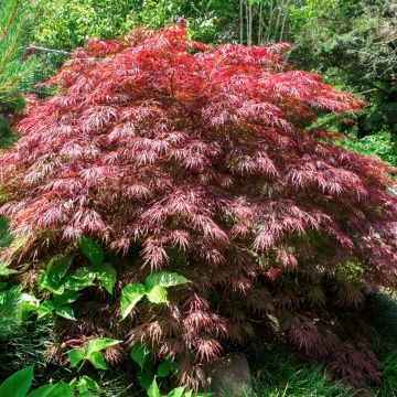 Fächerahorn Crimson Queen - Acer palmatum