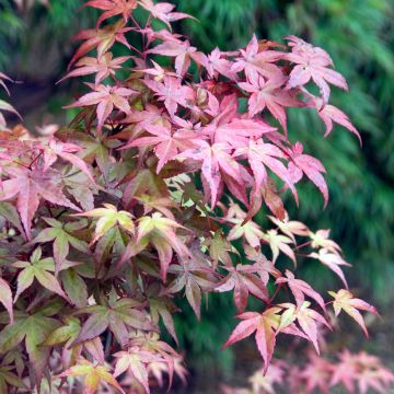 Fächerahorn Deshojo - Acer palmatum
