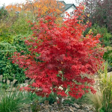 Fächerahorn Osakazuki - Acer palmatum