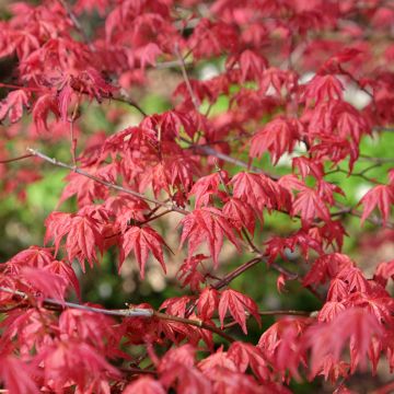 Fächerahorn Shindeshojo - Acer palmatum