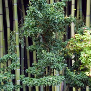 Fächerahorn Shishigashira - Acer palmatum