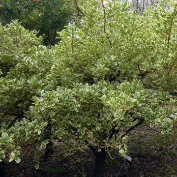 Japanischer Spindelstrauch Duc d'Anjou - Euonymus japonicus