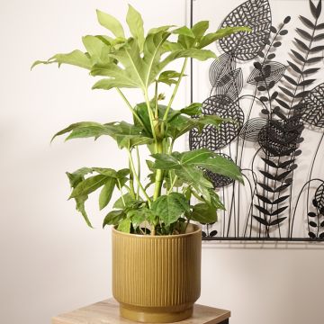 Fatsia japonica - Zimmeraralie