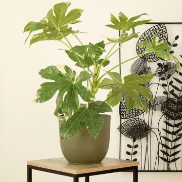 Fatsia japonica Variegata - Zimmeraralie