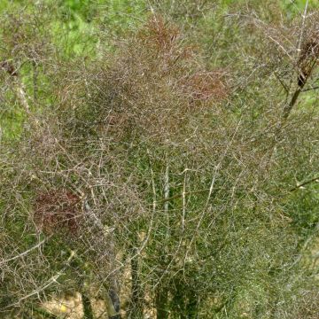 Fenchel Purpureum - Foeniculum vulgare