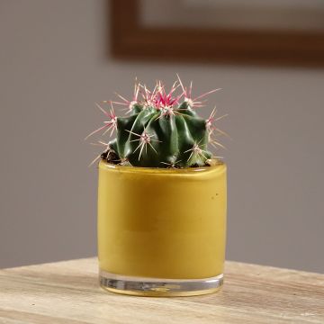 Ferocactus latispinus - Ferokaktus