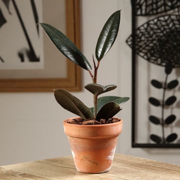 Gummibaum Abidjan - Ficus elastica