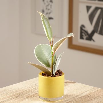 Gummibaum - Ficus Tineke