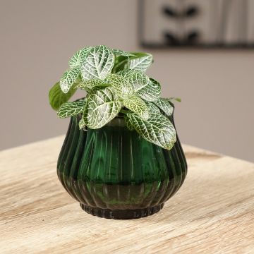 Fittonia Mini White - Mosaikpflanze